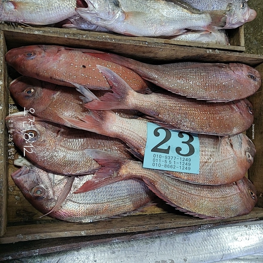 (산지직송) 주문즉시 손질 참돔 1.5kg - 상세 이미지 2