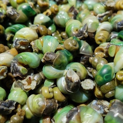 어부가 만드는 자연산 다슬기즙 100ml 30포 진액 엑기스 - 상세 이미지 4