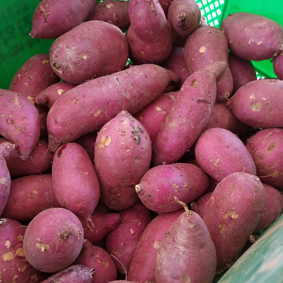 해남 호박 고구마 밤고구마 3kg 5kg 베니하루카 - 메인 이미지