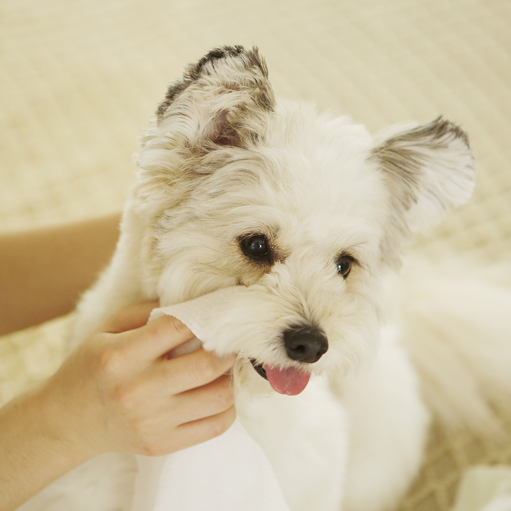 펫케어 강아지 물티슈 고양이 펫 애견 티슈 빅버디 20매 5팩 세트