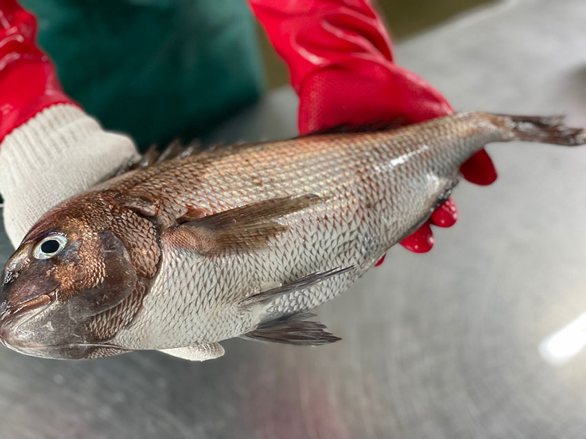 (산지직송) 주문즉시 손질 참돔 1.5kg - 상세 이미지 4