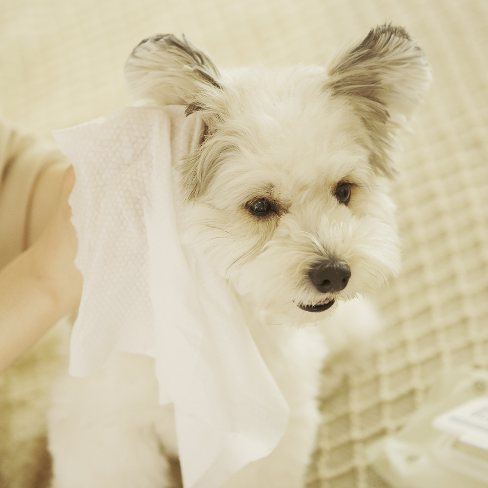 펫케어 강아지 물티슈 고양이 펫 애견 티슈 빅버디 20매 5팩 세트