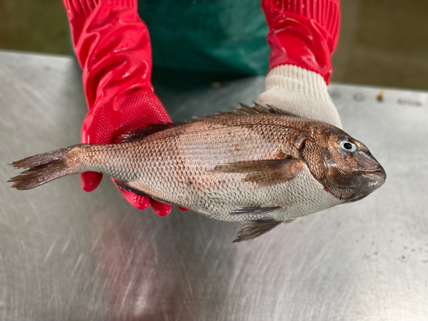 (산지직송) 주문즉시 손질 참돔 1.5kg - 메인 이미지