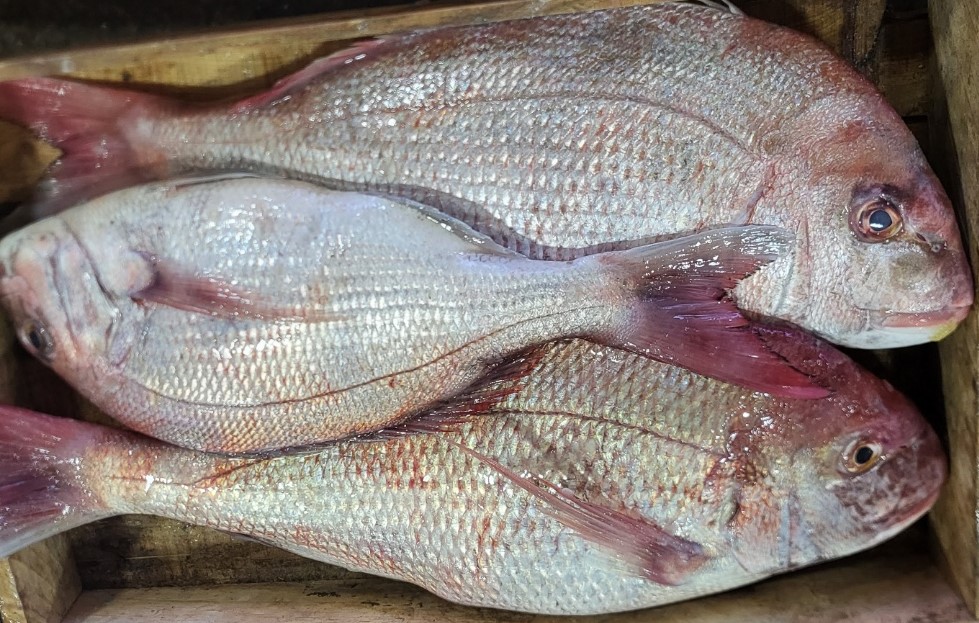 (산지직송) 주문즉시 손질 참돔 1.5kg - 상세 이미지 3