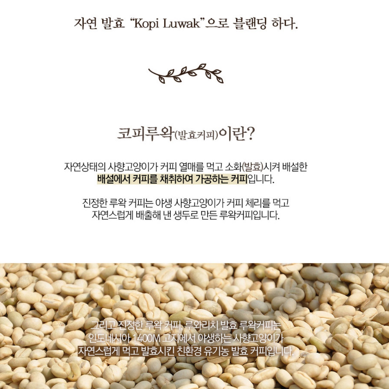 코피 르왁 200g 인도네시아 루왁 커피 사향 고양이 커피 원두 - 상세 이미지 5