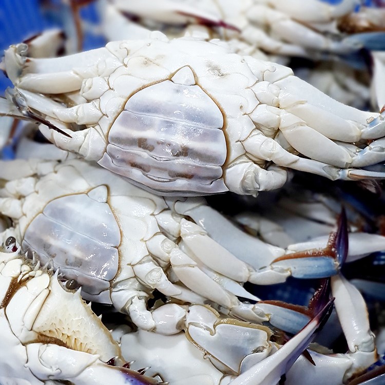 연평도 꽃게장 알배기 암꽃게 택배 맛집 간장 게장 1.3kg 이미지 8