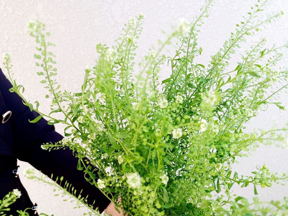 유스풀몰 냉이초 한다발 꽃 생화 택배 꽃배달 싼곳 이미지 3