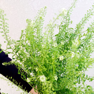 유스풀몰 냉이초 한다발 꽃 생화 택배 꽃배달 싼곳 솔직 후기 | 실사용자 리뷰 분석 - 상품 이미지 3