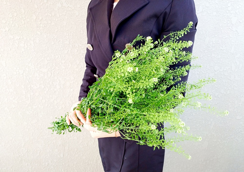 유스풀몰 냉이초 한다발 꽃 생화 택배 꽃배달 싼곳 솔직 후기 | 실사용자 리뷰 분석 - 대표 이미지