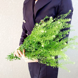 유스풀몰 냉이초 한다발 꽃 생화 택배 꽃배달 싼곳 솔직 후기 | 실사용자 리뷰 분석 - 상품 이미지 1