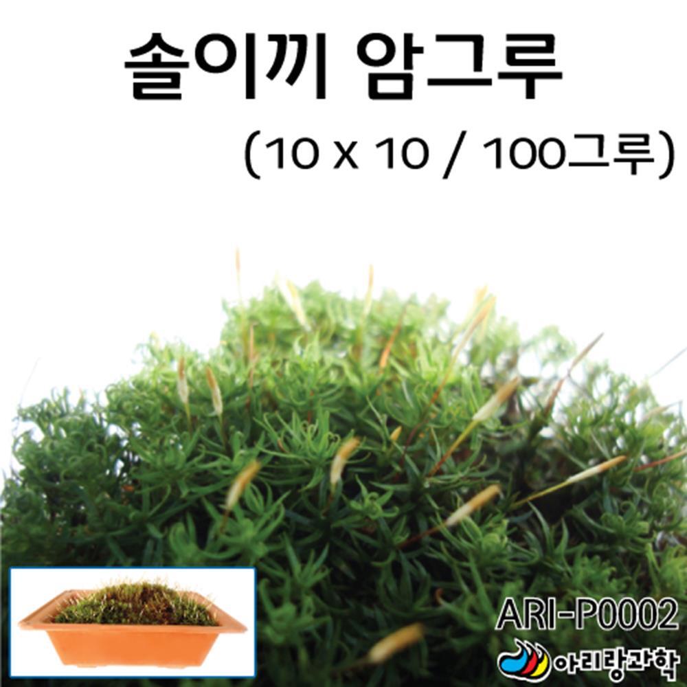 화분 꾸미기용 원예 솔이끼 암그루 다육식물 식물 : 이레도매센터