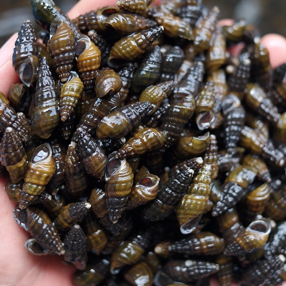 어부가 만드는 자연산 다슬기즙 100ml 30포 진액 엑기스 - 상세 이미지 3