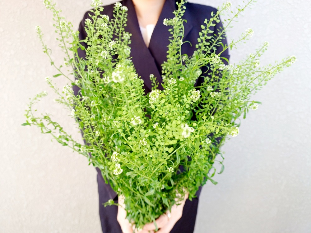 유스풀몰 냉이초 한다발 꽃 생화 택배 꽃배달 싼곳 이미지 2