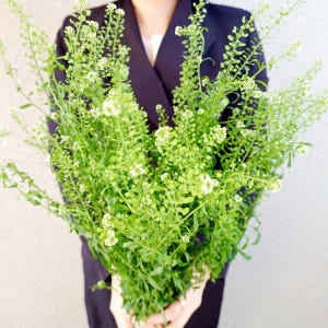 유스풀몰 냉이초 한다발 꽃 생화 택배 꽃배달 싼곳 솔직 후기 | 실사용자 리뷰 분석 - 상품 이미지 2