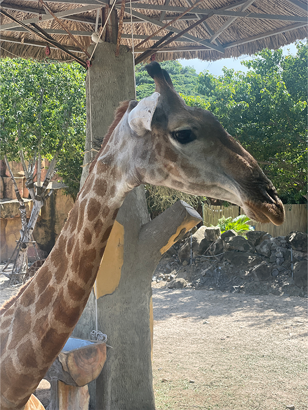 나트랑 빈원더스 QR 티켓 입장권 빈펄랜드 VIP투어 패스트패스 케이블카 주키퍼 하버