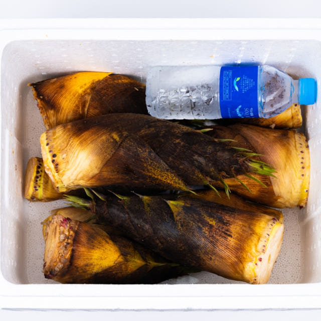 햇 죽순 국산 생죽순 3kg