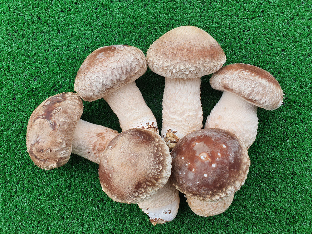버섯따는동네 산지직송 무농약 송고 솔송화 버섯 가정형 500g 외 : 버섯따는동네