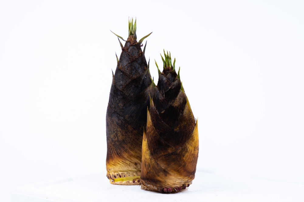 햇 죽순 국산 생죽순 통죽순 1kg 이미지 8