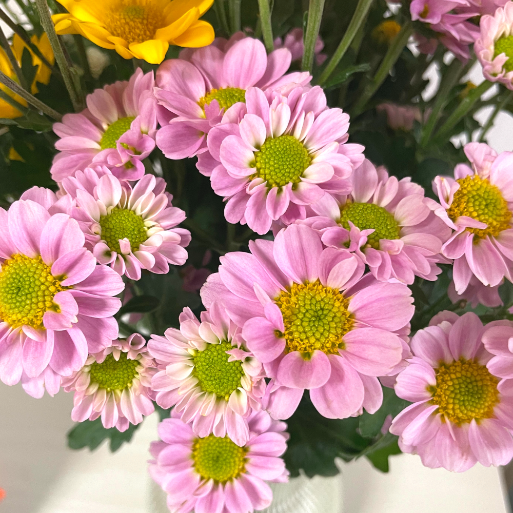 소국 꽃 생화 꽃다발 양재꽃시장 화병 기념일 졸업식 꽃집 꽃배달 생화택배 꽃배달싼곳 - 상세 이미지 2