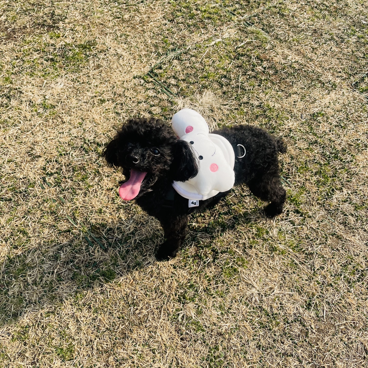 강아지 구름 하네스 가방 산책 백팩 소형견 중형견 - 상세 이미지 4