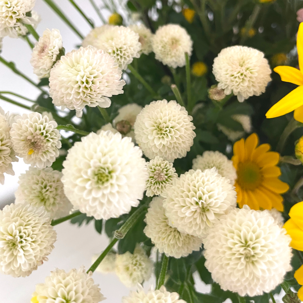 소국 꽃 생화 꽃다발 양재꽃시장 화병 기념일 졸업식 꽃집 꽃배달 생화택배 꽃배달싼곳 - 상세 이미지 4