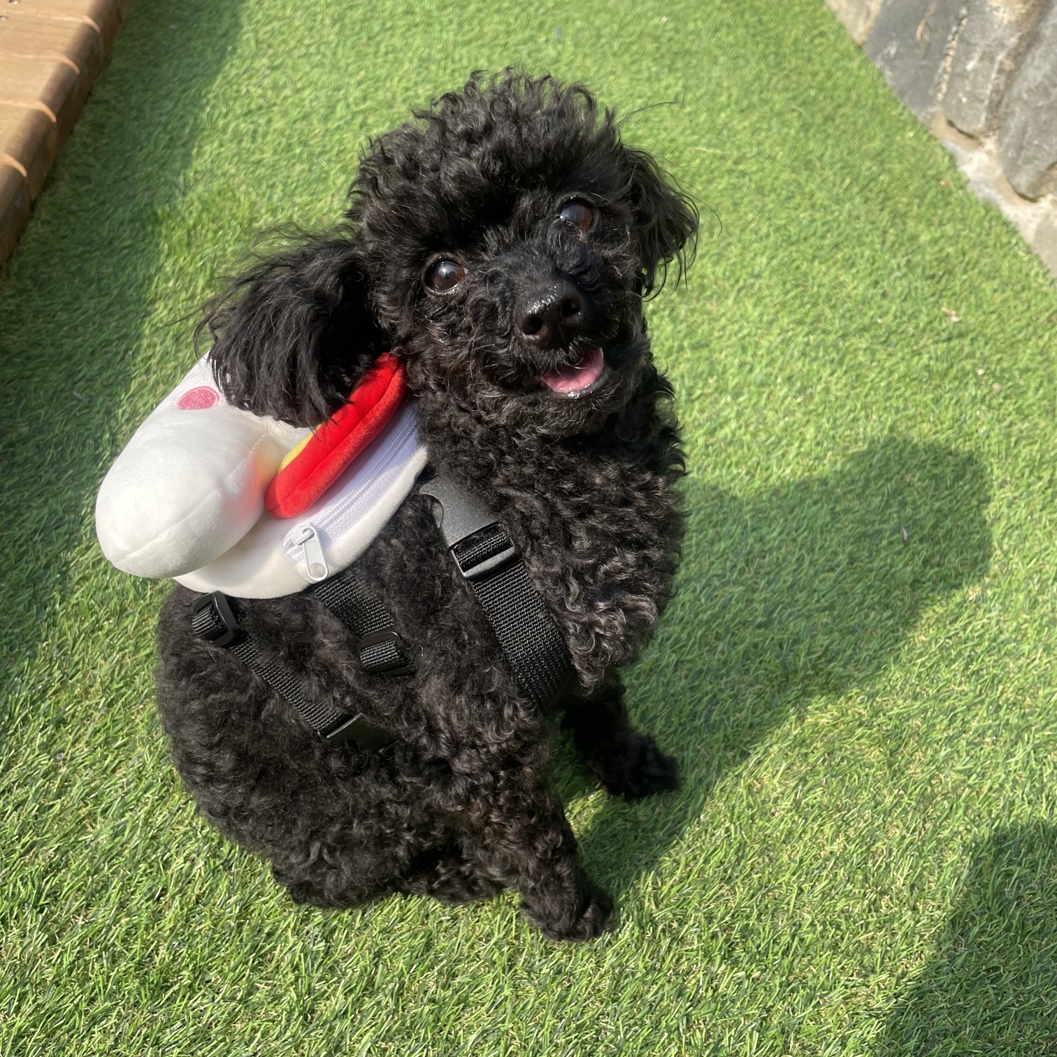 강아지 구름 하네스 가방 산책 백팩 소형견 중형견 - 상세 이미지 2