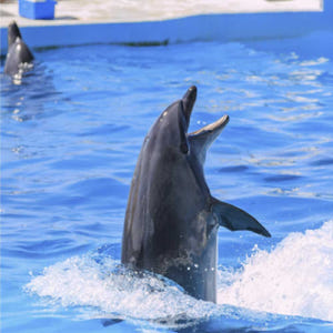 오키나와 버스투어 북부 1일 츄라우미수족관 티켓포함 유투어버스 자유여행 ... 솔직 후기 | 실사용자 리뷰 분석 - 상품 이미지 4