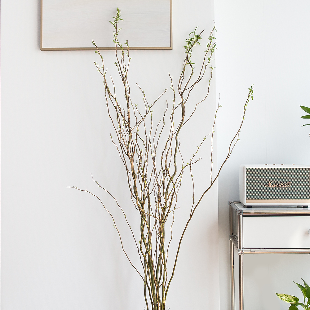 생화 곱슬버들 1.1m 나뭇가지 플랜테리어 음지 실내공기정화 키우기쉬운 반려 식물인테리어