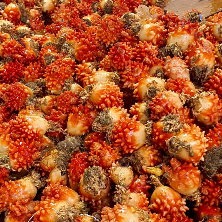 10x10: 통영멍게 깐멍게 멍게1KG 손질 자연산 통영활멍게 10X10: 통영멍게 깐멍게 멍게1Kg 손질 자연산 통영활멍게