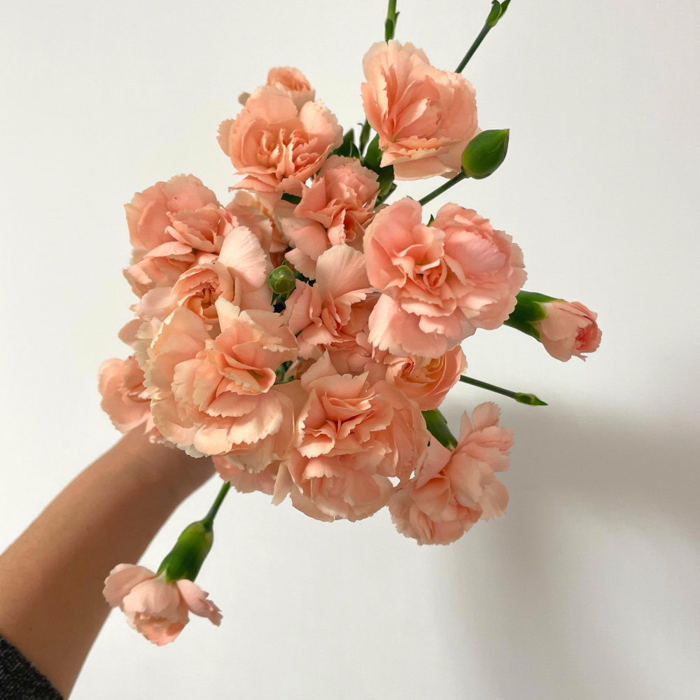 스프레이 카네이션 반단 꽃 생화택배 꽃다발 양재꽃시장 어버이날 스승의날 꽃배달 꽃배달싼곳 - 상세 이미지 2