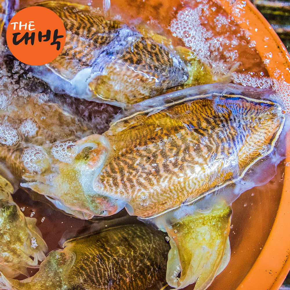 제철 갑오징어 오징어회 통찜 횟감