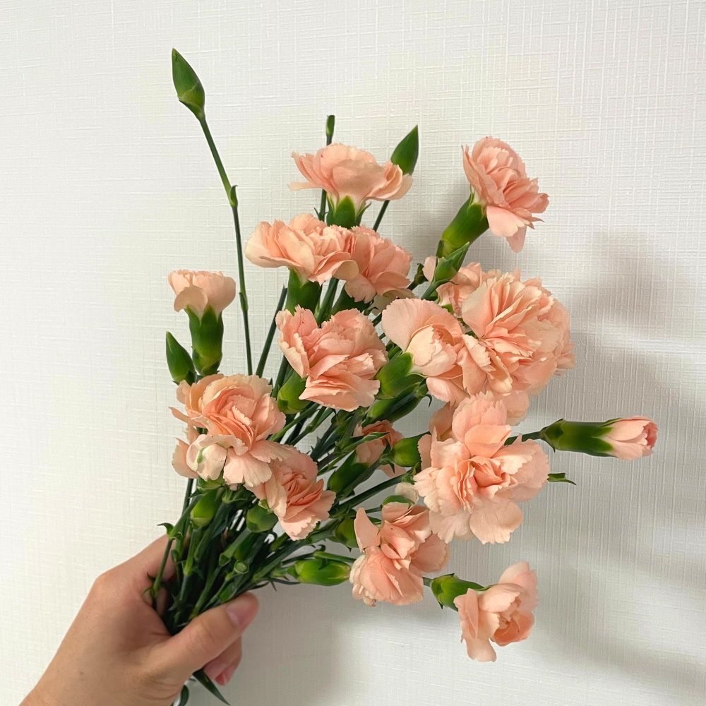 스프레이 카네이션 반단 꽃 생화택배 꽃다발 양재꽃시장 어버이날 스승의날 꽃배달 꽃배달싼곳 - 상세 이미지 4