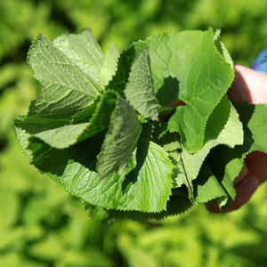당일수확 자연산 강원도 곰취 곰취장아찌 곰취나물 곤달비 맛있게 먹은 솔직 후기 - 상품 이미지 1