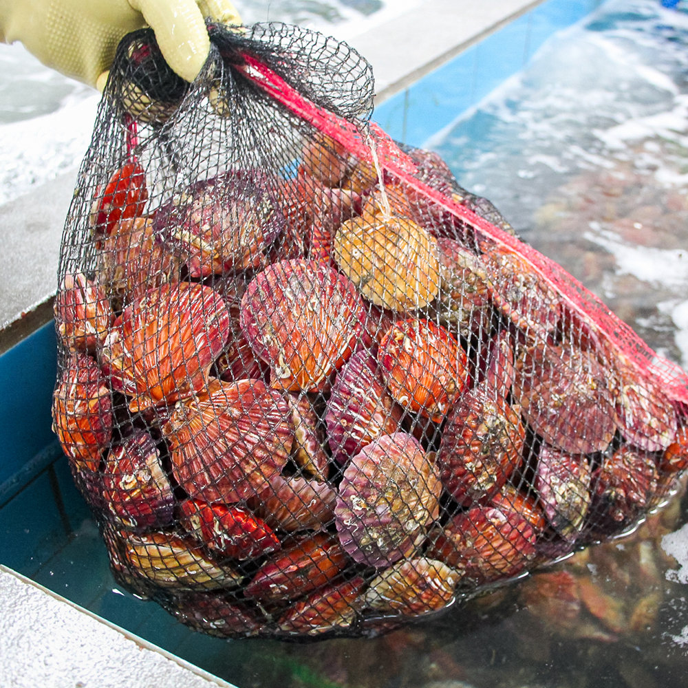 통영 제철 비단 홍 가리비 1kg 급냉 세척 선별 생물