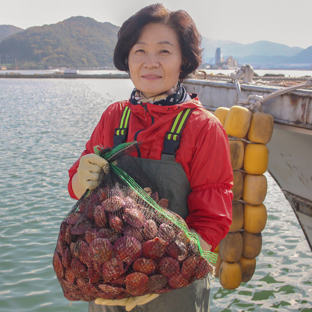 통영 제철 비단 홍 가리비 1kg 급냉 세척 선별 생물