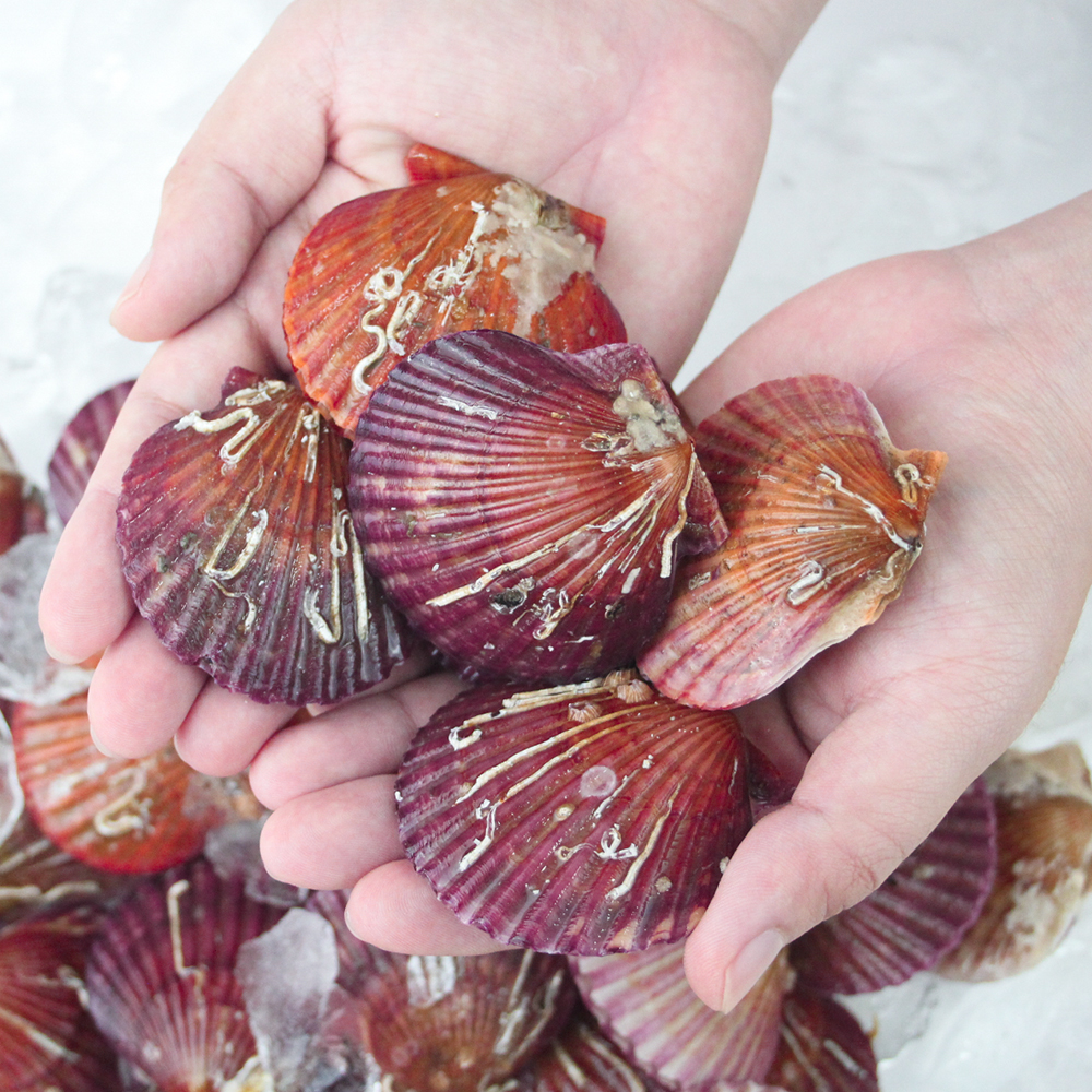 통영 제철 비단 홍 가리비 1kg 급냉 세척 선별 생물