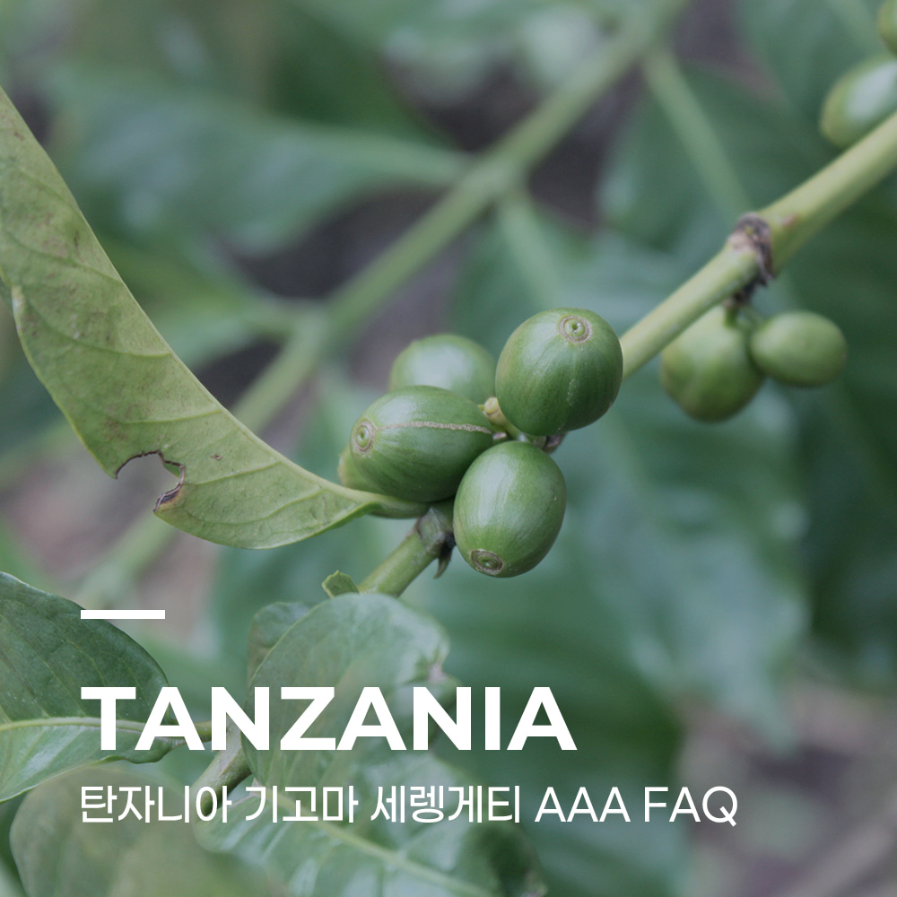 캅카와 커피생두 탄자니아 기고마 세렝게티 AAA FAQ 1kg : 캅카와플러스
