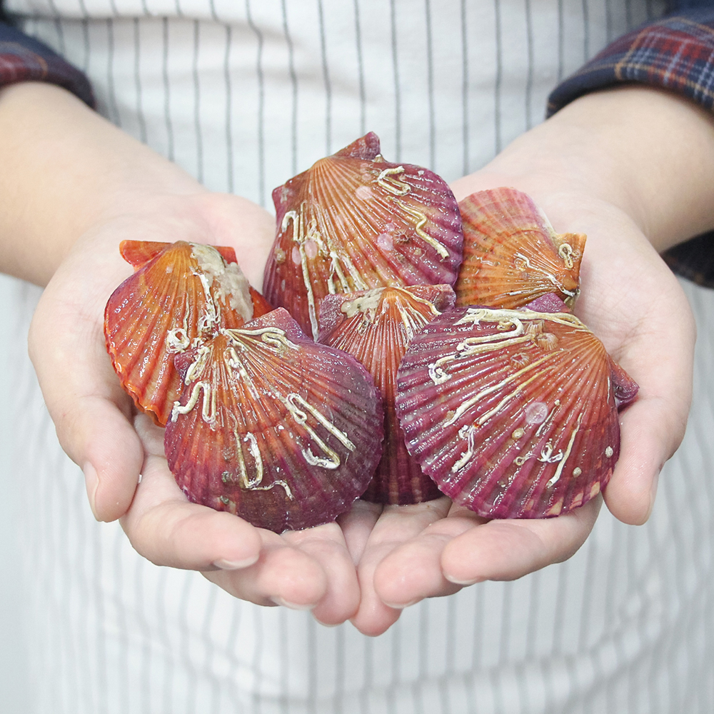 통영 제철 비단 홍 가리비 1kg 급냉 세척 선별 생물