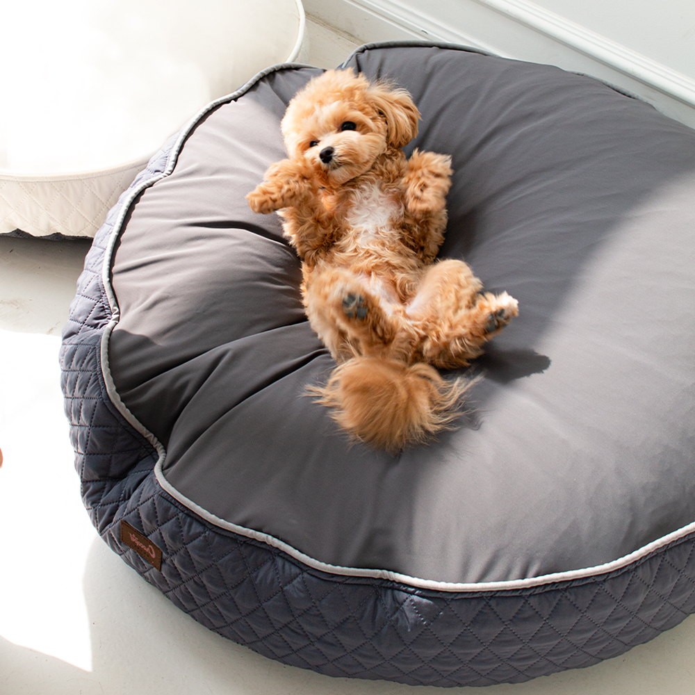 초코펫 강아지방석 쿠션 사계절 우주방석 2.0 소형