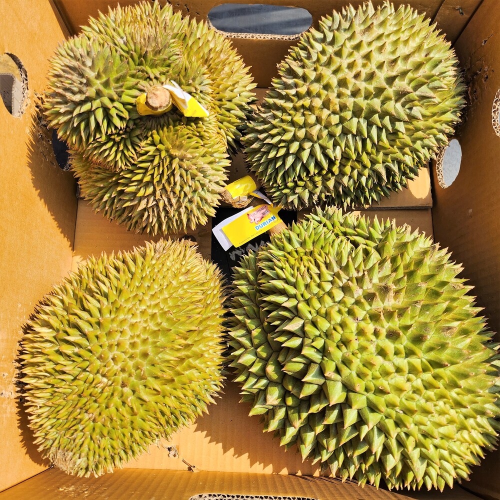 [1~1.5kg] 태국 생 두리안 통두리안 1kg, 1개 이미지 4