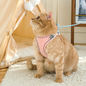 퍼플펫 고양이 하네스 가슴줄 목줄 고양이전용 산책줄 S 솔직 후기 | 실제 사용자 리뷰 총정리 - 상품 이미지 4