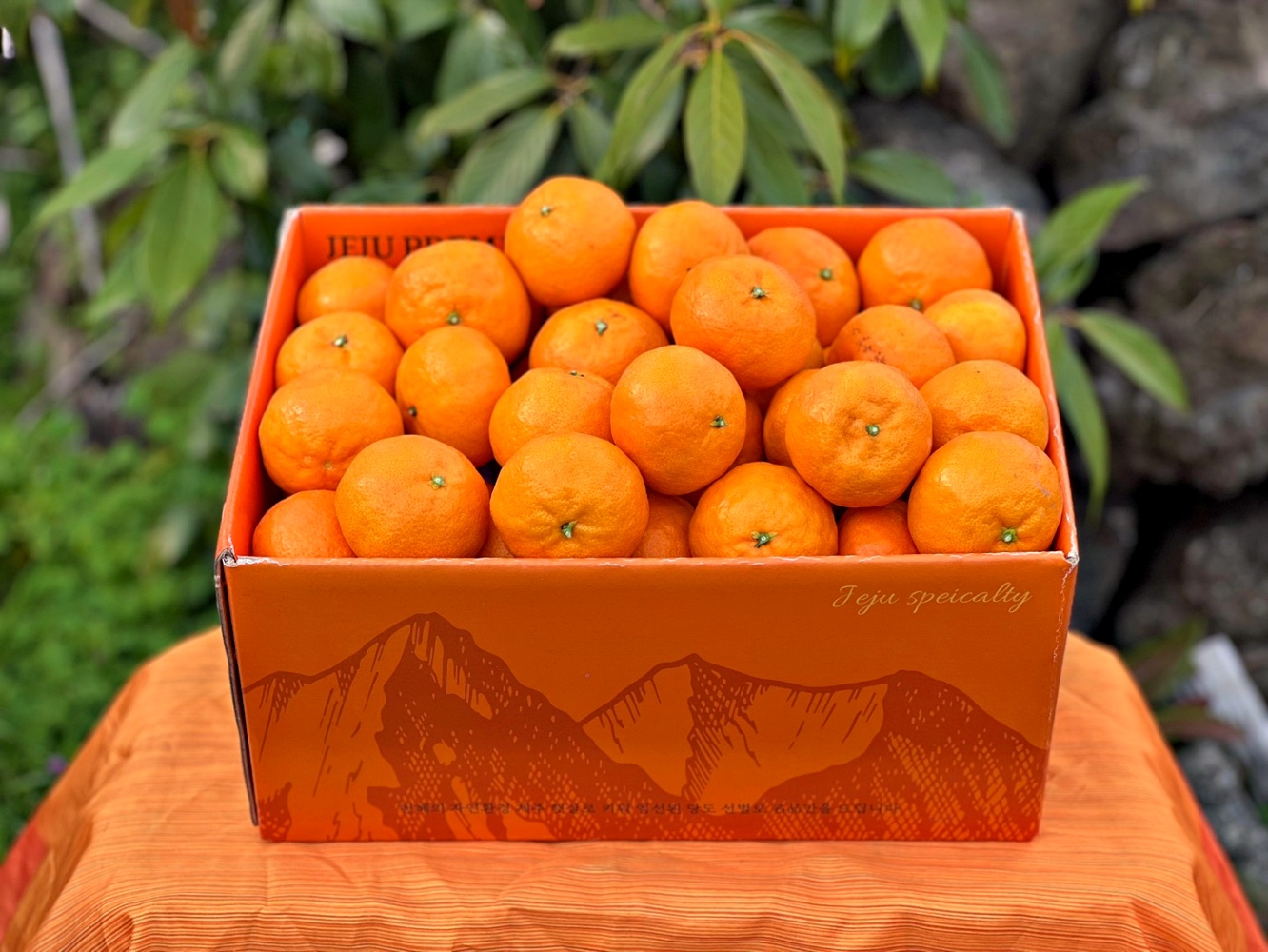 써니트한라봉 10kg 5kg 3kg 못난이 가정용 중소과 로얄과 중대과 제주 산지직송 이미지 6