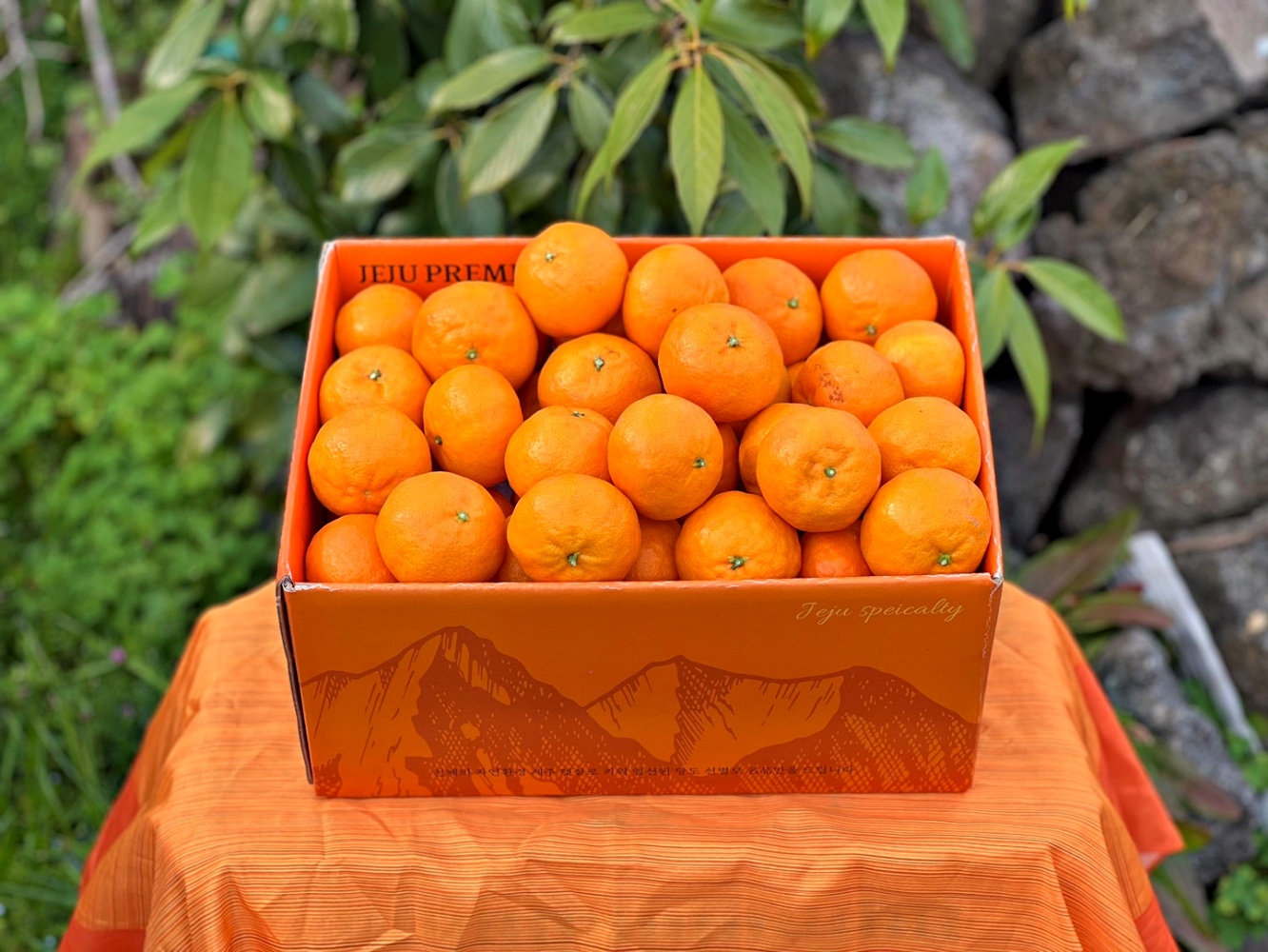 한라봉 1kg 3kg 5kg 가정용 꼬마 소과 중과 대과 제주 산지직송 이미지 8