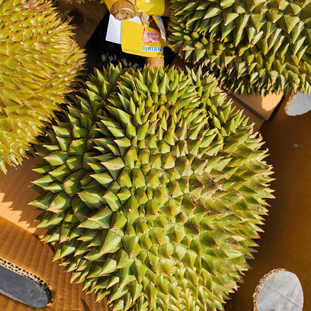 [1~1.5kg] 태국 생 두리안 통두리안 1kg, 1개 이미지 3