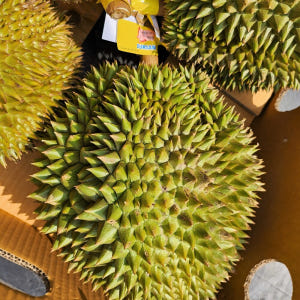 [1~1.5kg] 태국 생 두리안 통두리안 1kg, 1개 맛있게 먹은 솔직 후기 - 상품 이미지 3