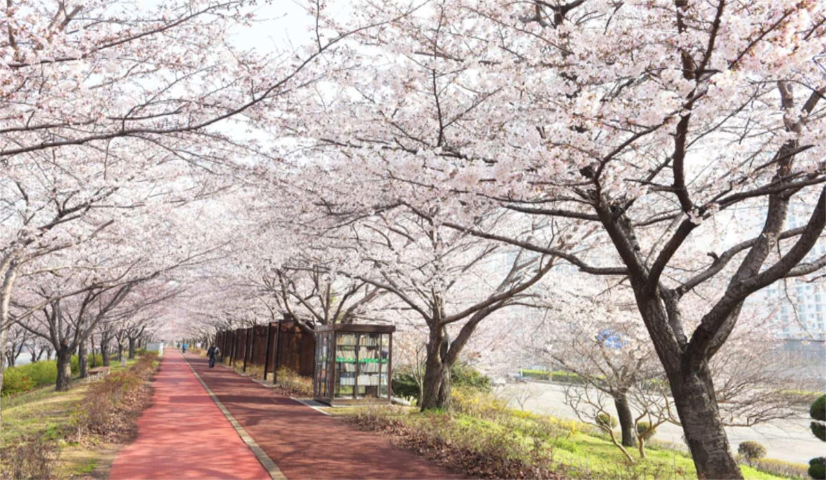 한국 부산 벚꽃구경 대주비경 삼락생태공원 벚꽃터널 해운대 일일투어 가격 추이 뜨거운청춘 한국 부산 벚꽃구경 대주비경 삼락생태공원 벚꽃터널 해운대 일일투어 - 최저가 76,840원