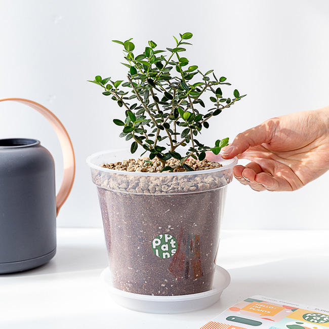 올리브나무 그로우팟 키트 식물재배 거실화분 실내화초 인테리어식물