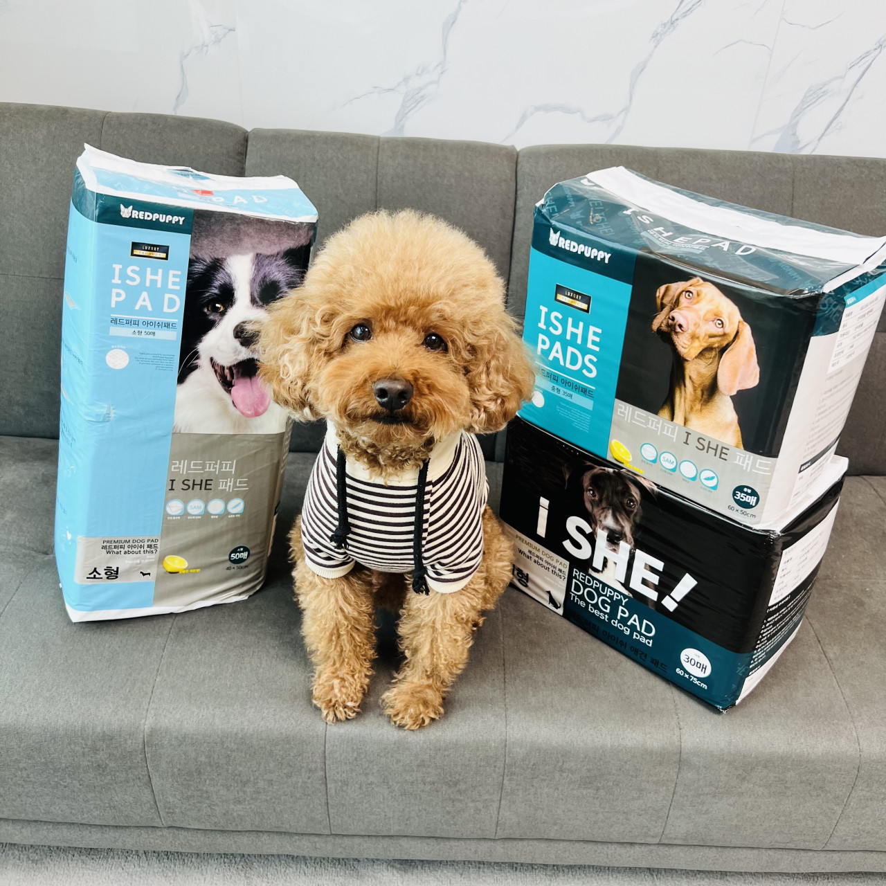 개과천선 강아지 애견 배변 패드 반려동물 중형 대형 200매 엠보싱