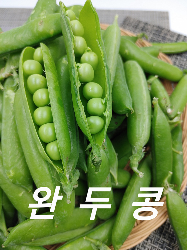 완두콩 국내산 햇완두콩 1관 4kg 내외 야채맘 : 야채맘