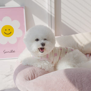 오프닝뮤즈 달콤 슬리브리스 오가닉 강아지옷 애견의류 솔직 후기 | 실제 사용자 리뷰 총정리 - 상품 이미지 2